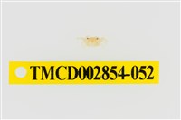 藏品(細足澤蟹)的圖片